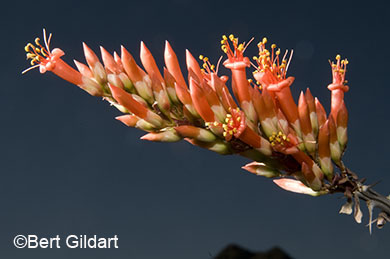 Ocotillo added to day's beauty