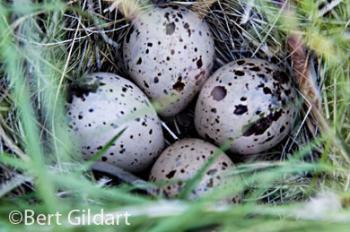Piping plover eggs
