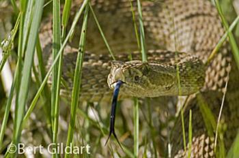 Rattlesnake In-the-Grass