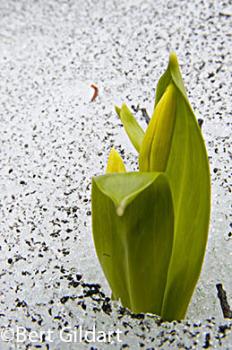 Glacier lily