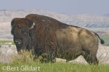 "Lonely" Bull Bison