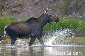 Moose departs Fisher Cap Lake