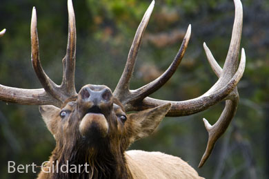 "Keep out!" says this bull elk