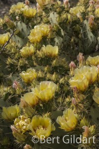 PricklyPear (1 of 3)