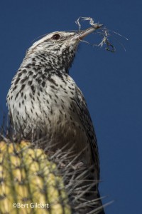 CactusWren (1 of 1)